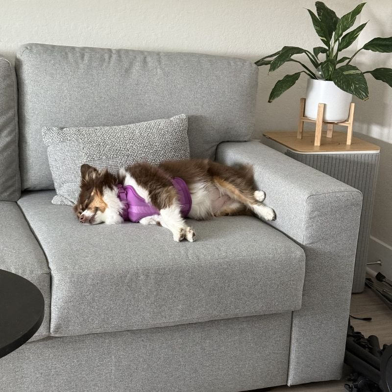 Pet Stain Removal